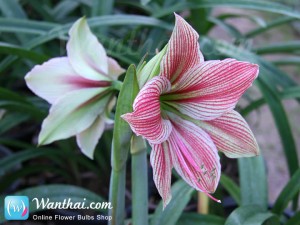 ว่านสี่ทิศ Amaryllis Exotic Star