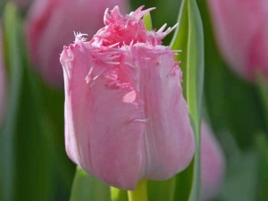 Tulip Santander
