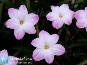 บัวดิน Zephyranthes Lily Pies