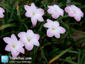 บัวดิน Rainlily Lily Pies