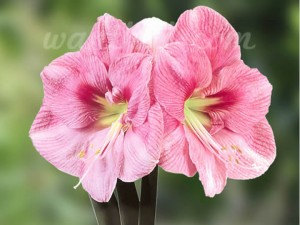 ว่านสี่ทิศ Amaryllis Blushing Bride