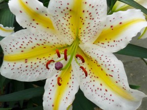 ลิลลี่ Lily Auratum