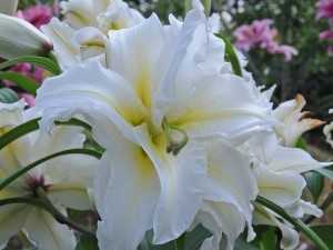 Lily Roselily Carolina