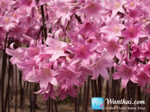 Belladonna Lily Amaryllis