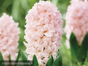 Hyacinth Apricot Passion