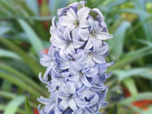 Hyacinth Caribbean Dream