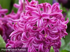 Hyacinth Purple Voice