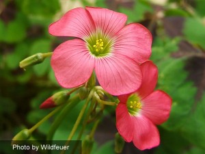 Oxalis Iron Cross tetraphylla