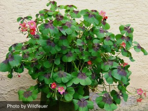 Oxalis Iron Cross tetraphylla