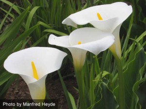 calla lily aethiopica