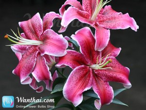 Lily Stargazer