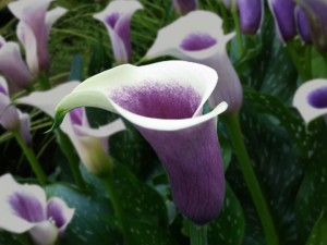 Calla Lily Picasso