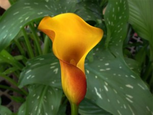 Calla Lily San Remo