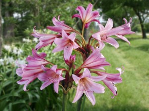 Crinum Powellii