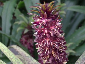 Eucomis vandermerwei