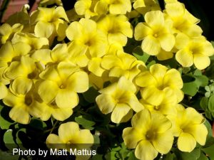 Oxalis Pot of Gold