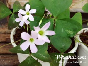 Oxalis Reg Fanny