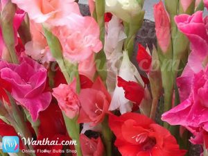 แกลดิโอลัส Gladiolus