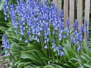 ดอก Spanish Bluebell สีน้ำเงิน