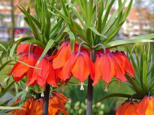 มงกุฎจักรพรรดิ์ Fritillaria Imperialis Rubra