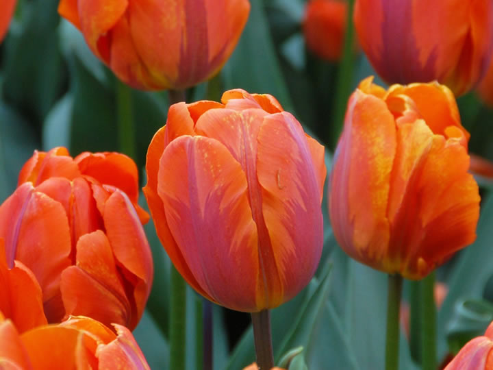 ขายทิวลิป Hermitage ดอกสีส้ม ลายสีม่วงคล้ายเปลวไฟ | Wanthai ขายว่านสี่ทิศ  ฮอลแลนด์ ดอกลิลลี่ ทิวลิป ไฮยาซินธ์ ดอกไม้