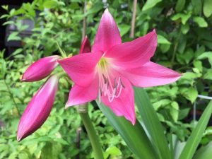 พลับพลึง มหาบัวแดง Crinum Ellen Bousanquet โดยคุณ Napa Mongkon