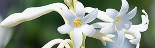 วิธีปลูกซ่อนกลิ่น Tuberose