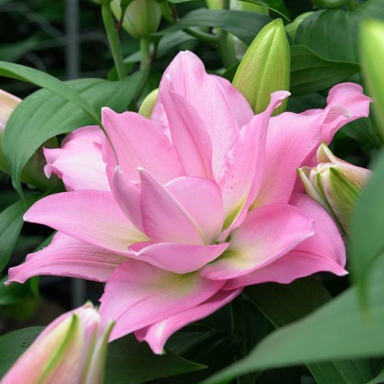 Лилия lotus breeze
