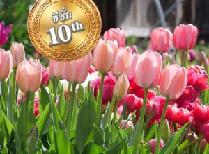 ทิวลิป ซีซั่น 10